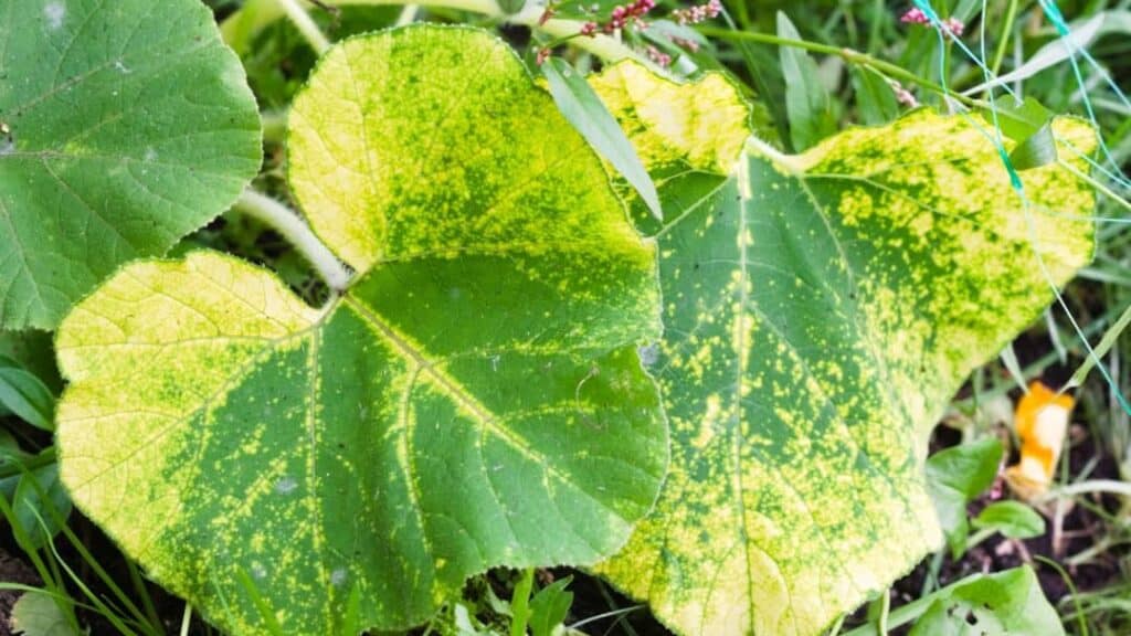 Kabak Mildiyö Hastalığı