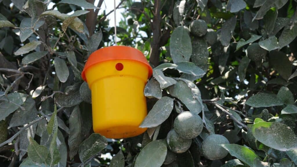 Zehirli yem kısmi dal ilaçlama yöntemi