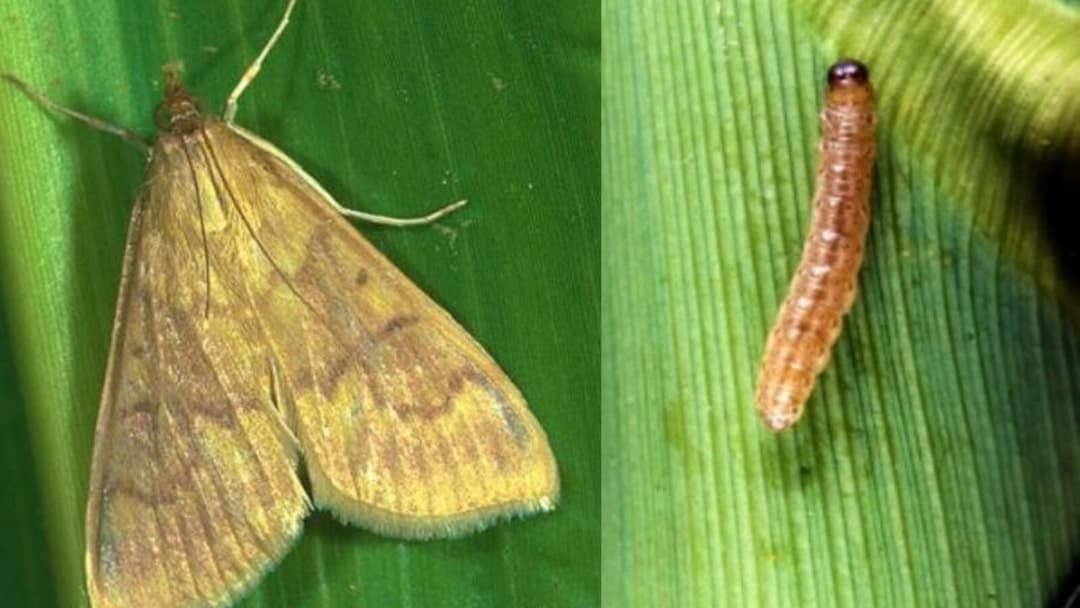 Çayır tırtılı evreleri