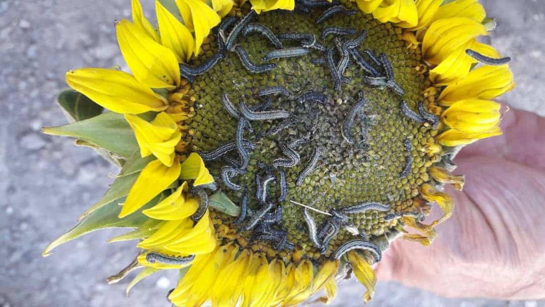 Çayır tırtılının ayçiçeğine zarar şekli