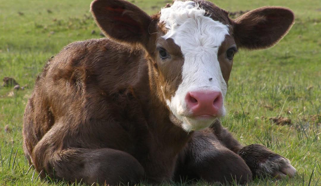 Mavi dil hastalığı