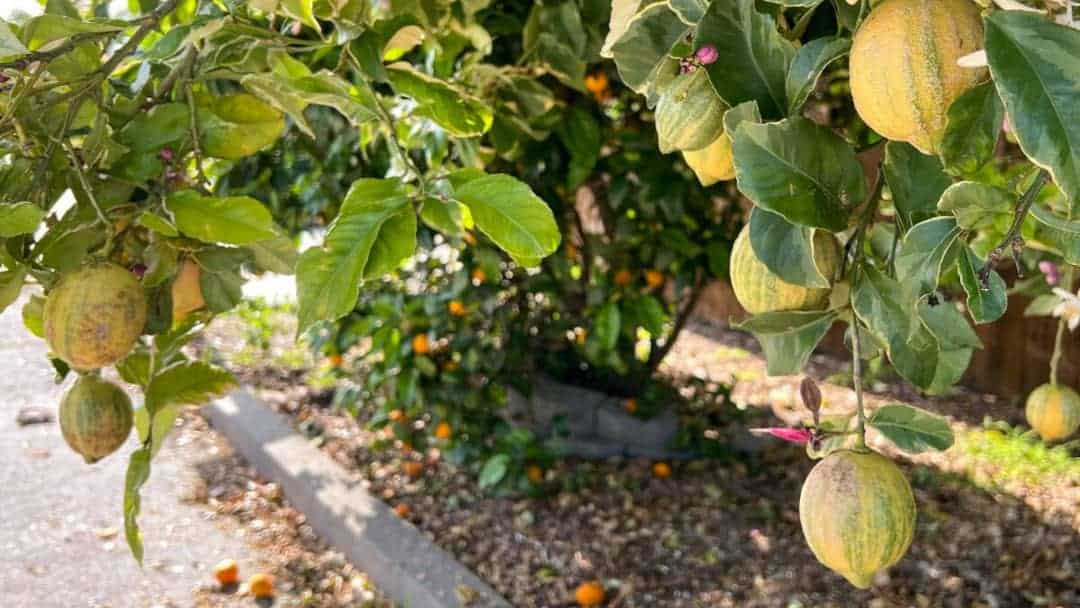 Meyve dökülme dönemleri