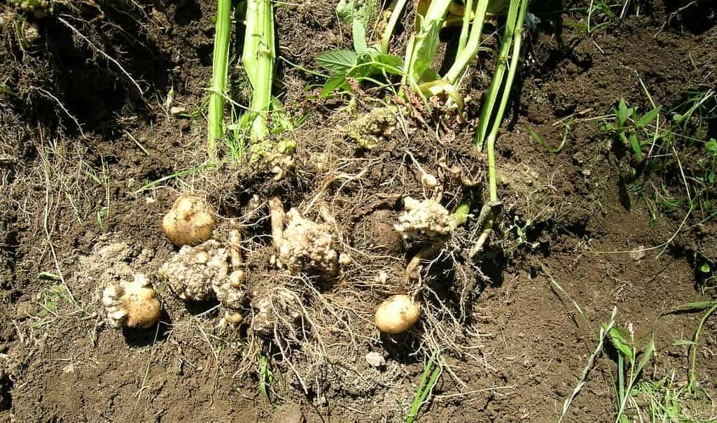 Patates siğil hastalığı