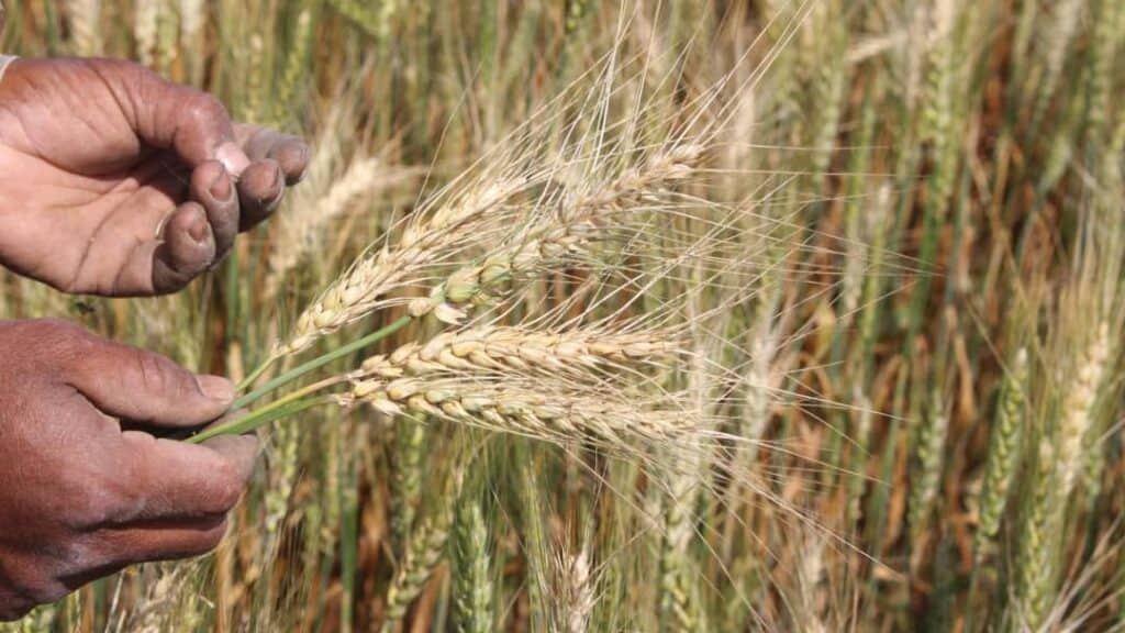 Türkiye'de yaygın olarak yetiştirilen tarla bitkileri