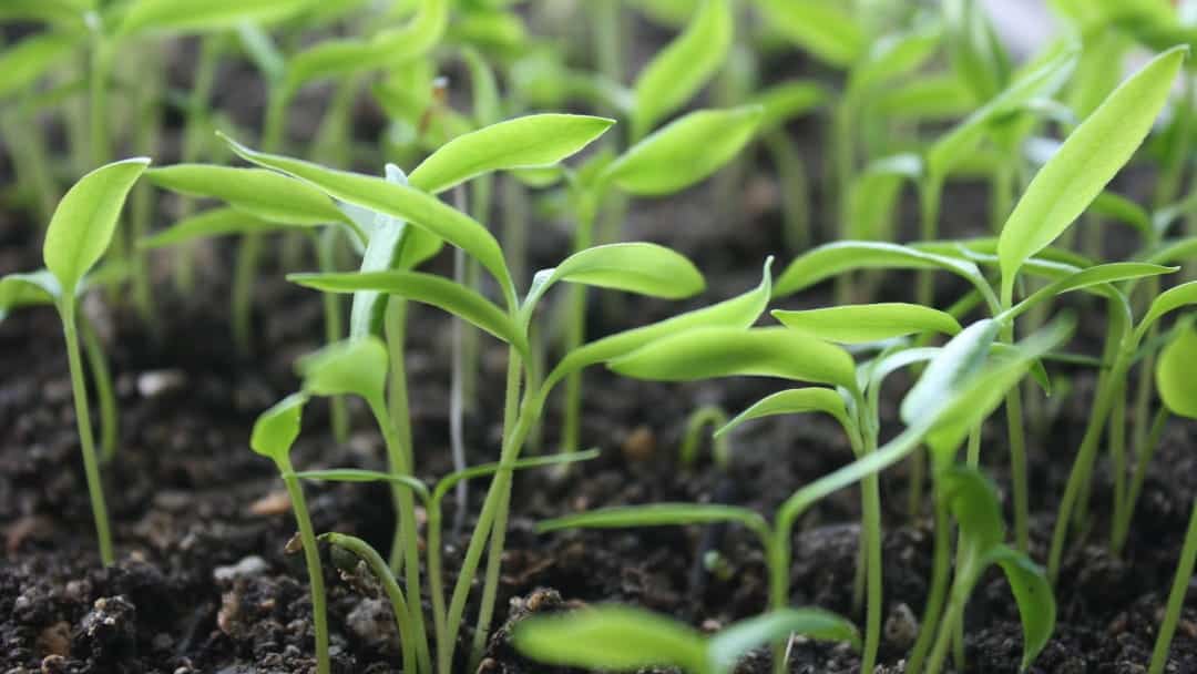 Termoperiyodik bitkiler