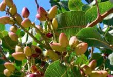 Antep Fıstığı Hastalık ve Zararlıları ile Mücadele