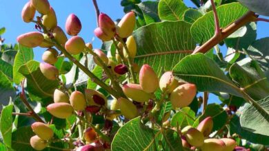 Antep Fıstığı Hastalık ve Zararlıları ile Mücadele