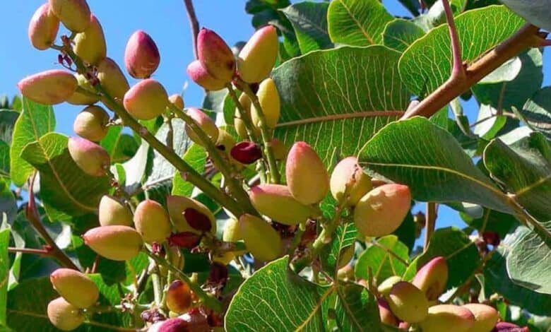 Antep Fıstığı Hastalık ve Zararlıları ile Mücadele