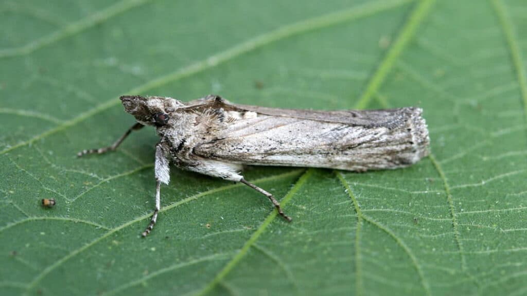 Antep Fıstığında Karazenk