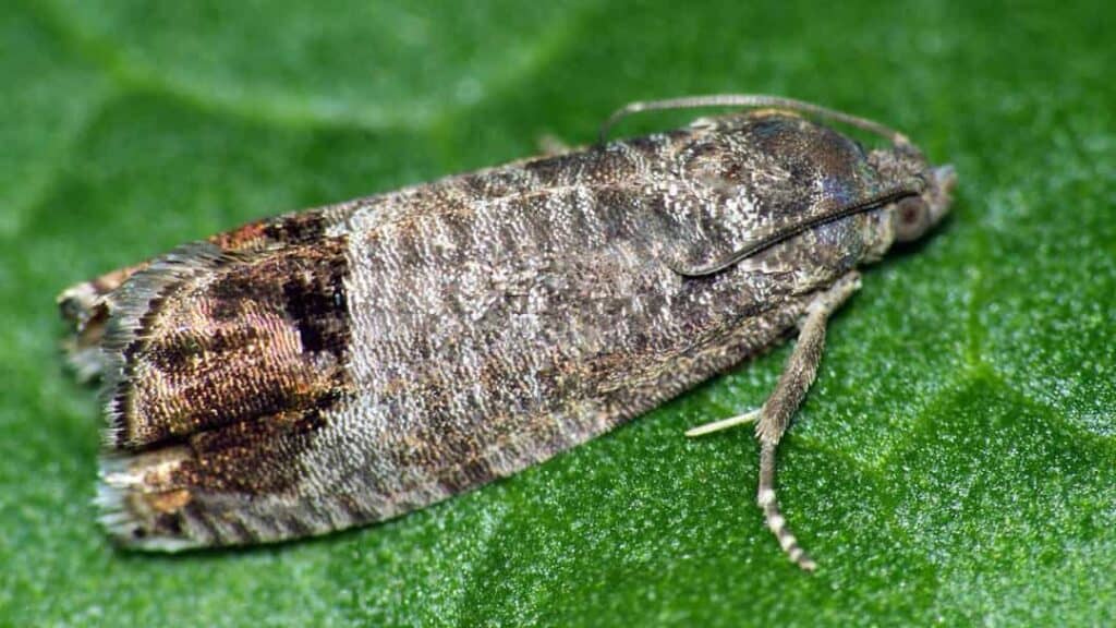 Antep Fıstığı Meyve İç Kurdu