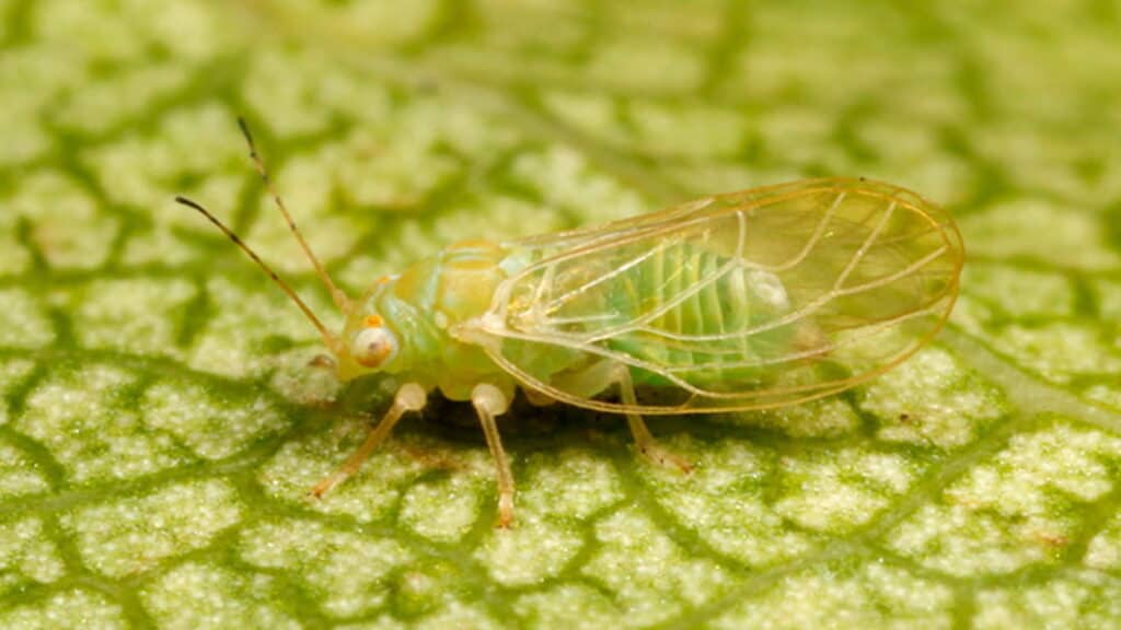 Antep Fıstığı Psillidi