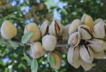 badem hastalık ve zararlıları ile mücadele yöntemeri