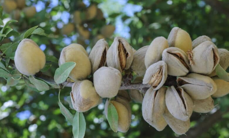 badem hastalık ve zararlıları ile mücadele yöntemeri