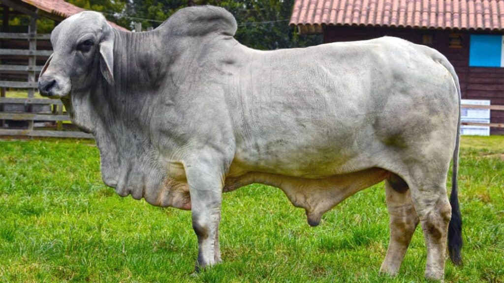 Et Verimi Yüksek Sığır Irkları Nelerdir?