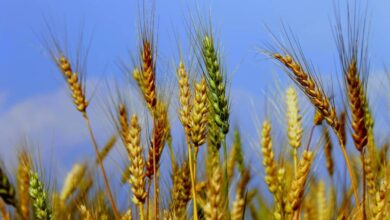Buğday hastalık ve zararlıları