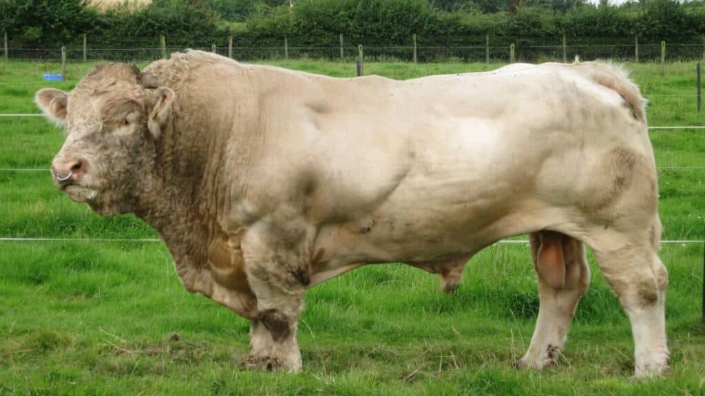 Et Verimi Yüksek Sığır Irkları Nelerdir?