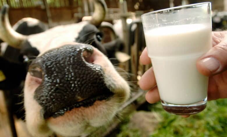 2023 çiğ süt destekleri