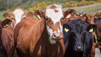 Dana, Düve, Buzağı, Sığır, Tosun Nedir?