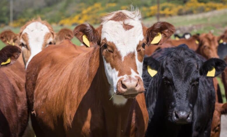 Dana, Düve, Buzağı, Sığır, Tosun Nedir?