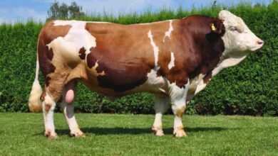 Dana karkas et kesim fiyatları