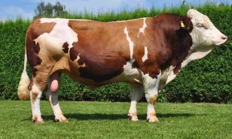 Dana karkas et kesim fiyatları