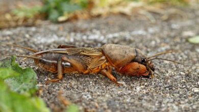 Danaburnu Zararlısı ile Nasıl Mücadele Edilir?