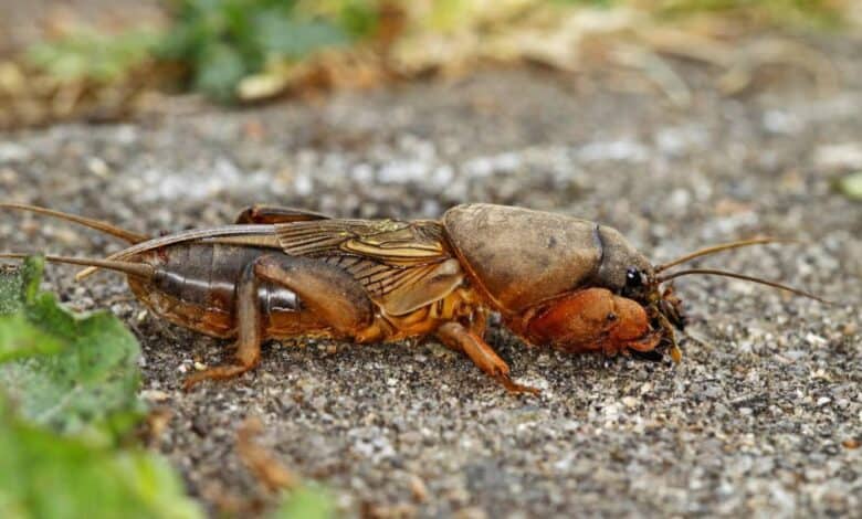 Danaburnu Zararlısı ile Nasıl Mücadele Edilir?