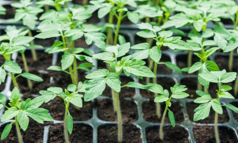 domates fidesi nasıl yetiştirilir