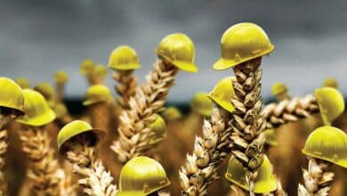 Ek 5 Tarım Sigortası Nedir?