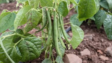 Fasulye hastalık ve zararlıları