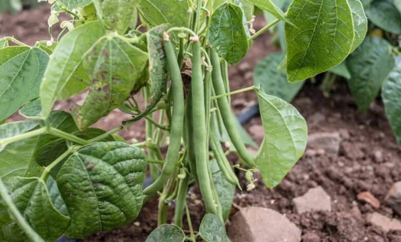 Fasulye hastalık ve zararlıları