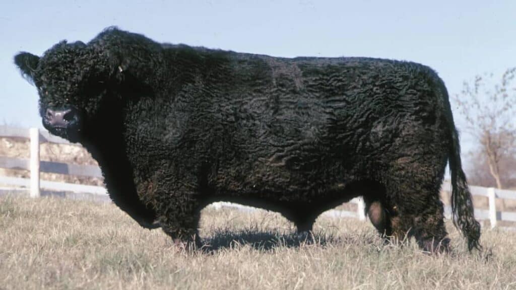 Et Verimi Yüksek Sığır Irkları Nelerdir?