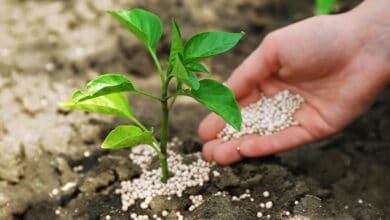 Tarım Kredi gübre fiyatları