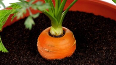 Havuç nasıl yetiştirilir kısaca bilgi