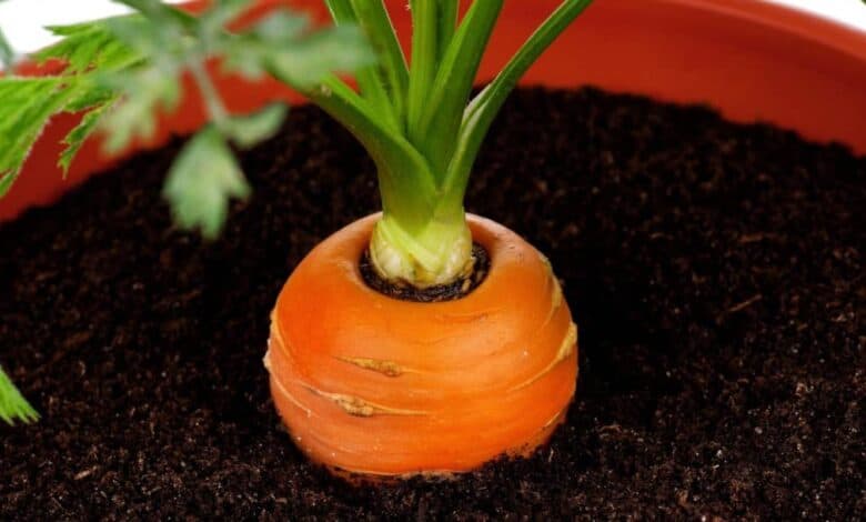 Havuç nasıl yetiştirilir kısaca bilgi