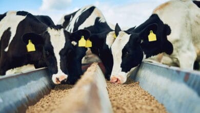 Hayvan yemi fiyatları