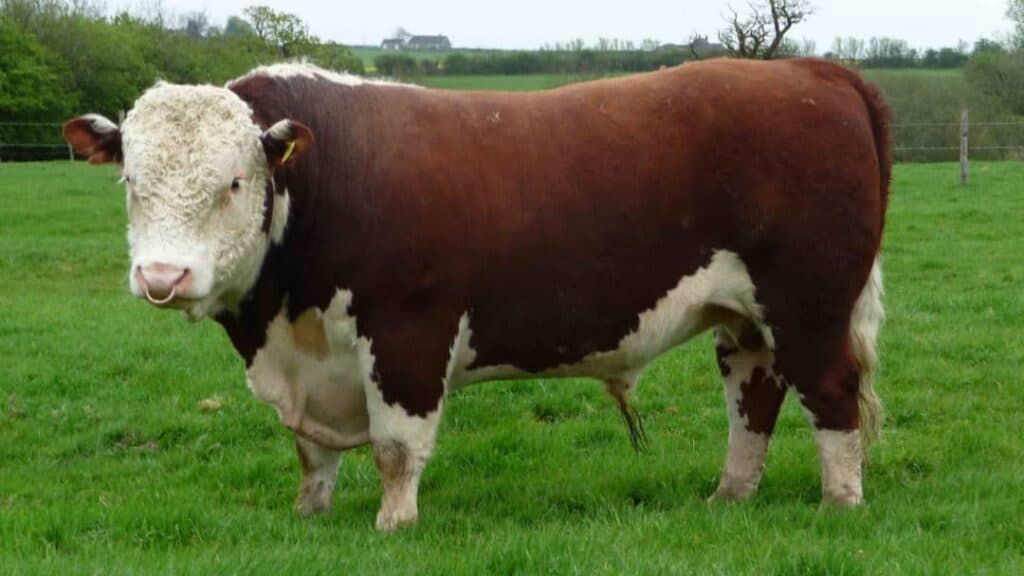 Et Verimi Yüksek Sığır Irkları Nelerdir?