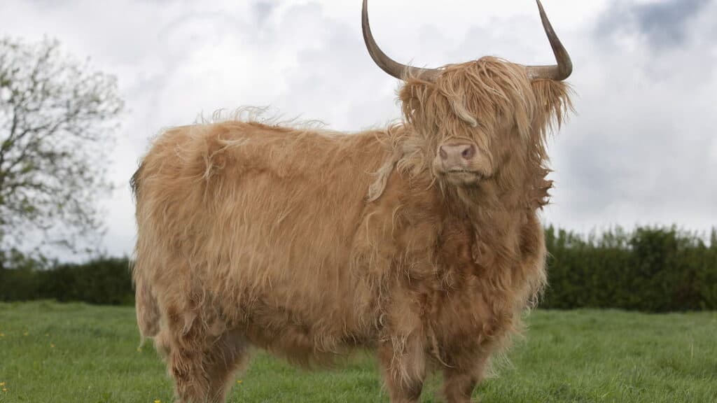 Et Verimi Yüksek Sığır Irkları Nelerdir?