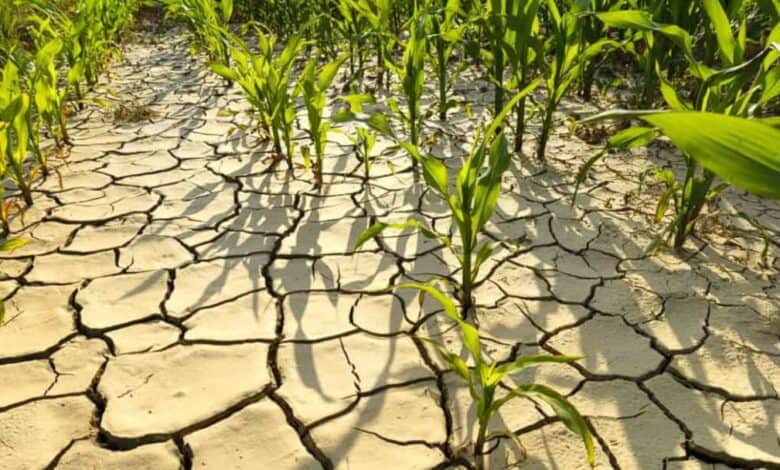 İklim Değişikliğinin Gıda Krizine ve Tarıma Etkisi