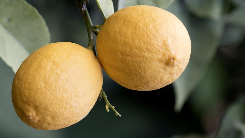 Limon Çeşitleri Nelerdir?