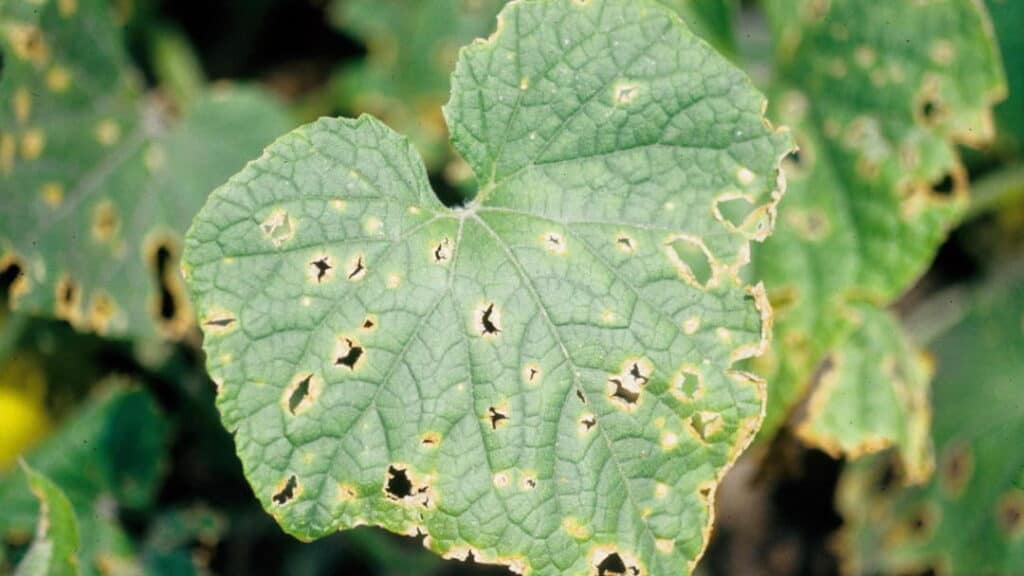 Kabak Antraknoz Hastalığı