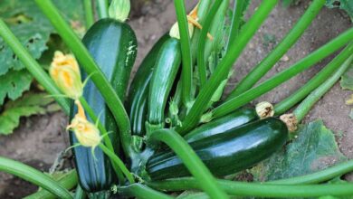 Kabak hastalık ve zararlıları ile mücadele yöntemleri