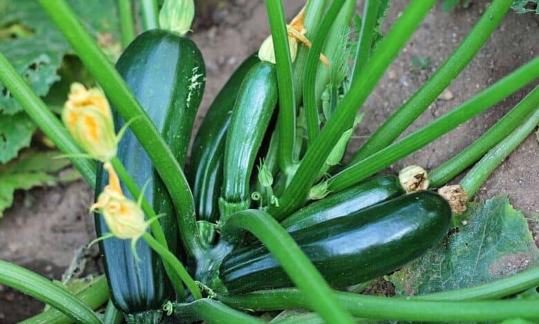 Kabak hastalık ve zararlıları ile mücadele yöntemleri