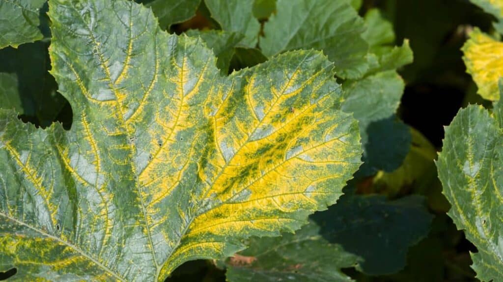 Kabak Mozaik Virüsü