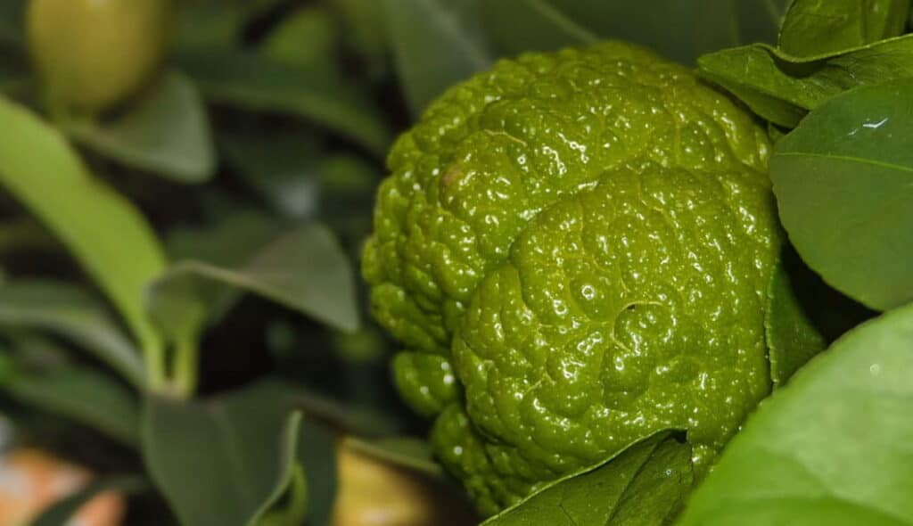 Limon Çeşitleri Nelerdir?