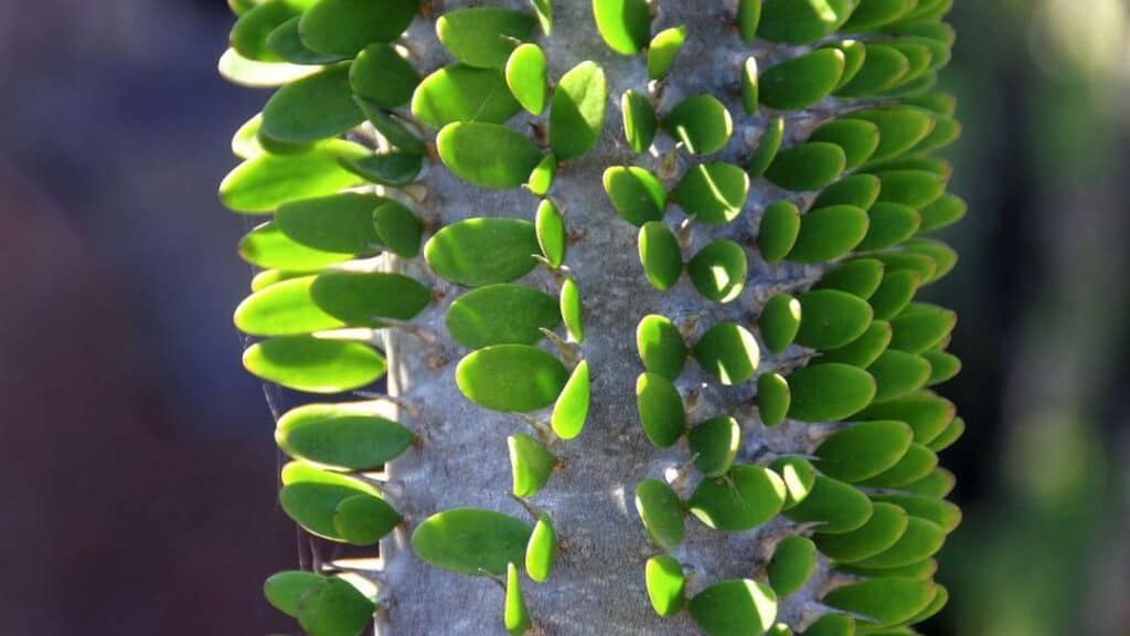 Kaktüs Yaprak Ve Gövde Çürüklüğü