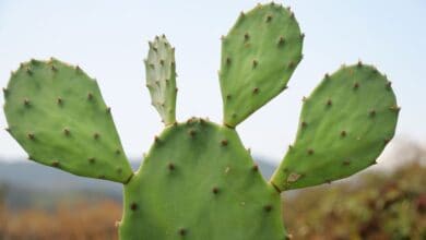 Kaktüs Hastalık ve Zararlılarıyla Mücadele Yöntemleri
