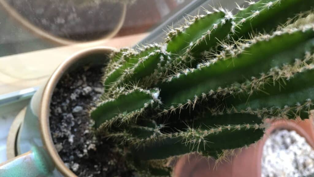 Kaktüs unlu bit hastalığı