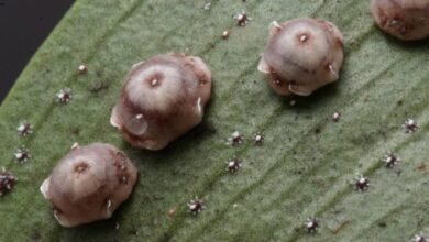 Kanlı balsıra mücadelesi