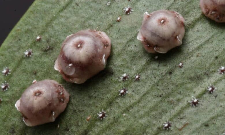 Kanlı balsıra mücadelesi